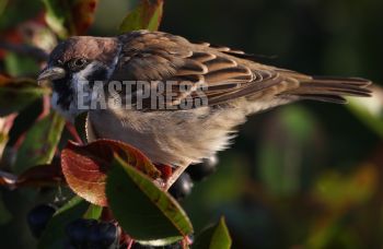 EA269050, Eastpress, Lapinjärvi, Finland
